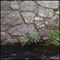 fritsla